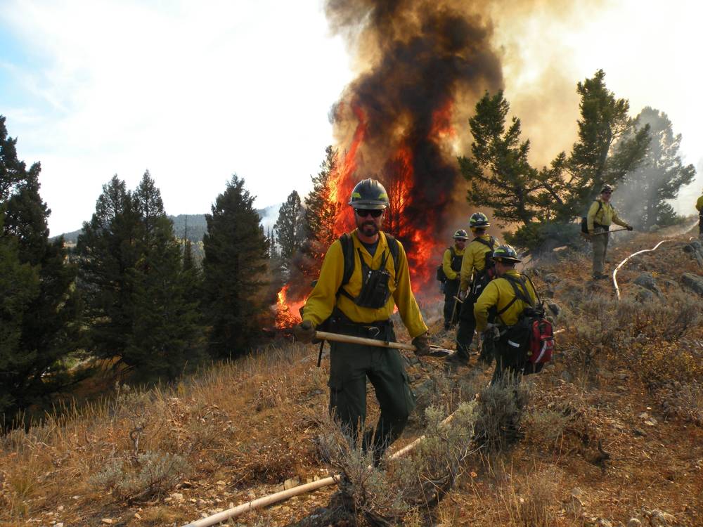Wildfire flames moving through timber near Island Park